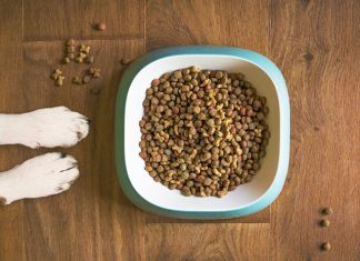 Jak karmić psa z problemami żołądkowymi