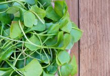 Najzdrowsze rośliny na świecie