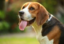 Klinika weterynaryjna Kurosz – najlepsza lecznica dla Twojego pupila