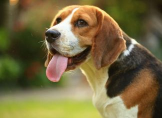 Klinika weterynaryjna Kurosz – najlepsza lecznica dla Twojego pupila