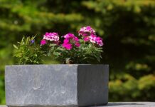 Co wsadzić do donicy przed domem?