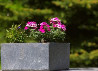 Co wsadzić do donicy przed domem? Co wsadzić do donicy przed domem?