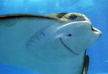 Co zrobić żeby ładnie pachniało w pokoju? Co zrobić żeby ładnie pachniało w pokoju?