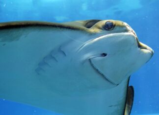 Co zrobić żeby ładnie pachniało w pokoju? Co zrobić żeby ładnie pachniało w pokoju?