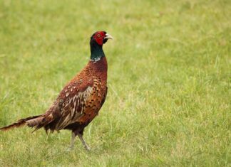 Jak się robi latarnie? Jak się robi latarnie?