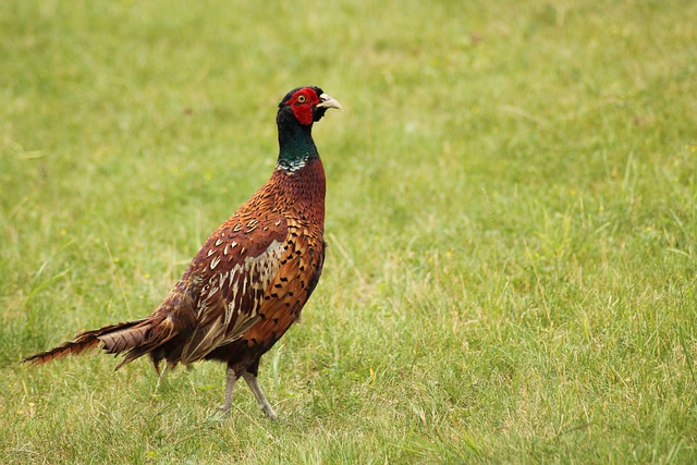 Jak się robi latarnie? Jak się robi latarnie?