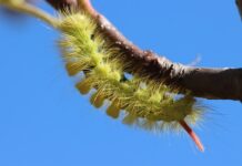 Ile powinno pokazywać na prostowniku?