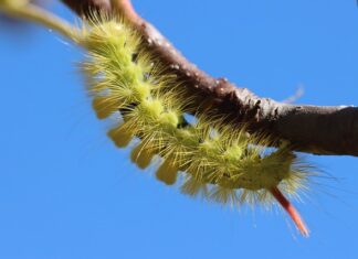 Ile powinno pokazywać na prostowniku?