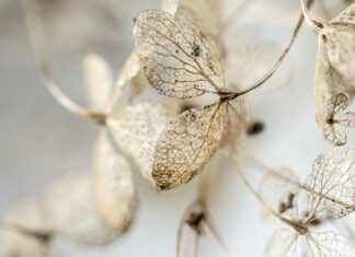 Co oznacza czerwona róża na pogrzebie?