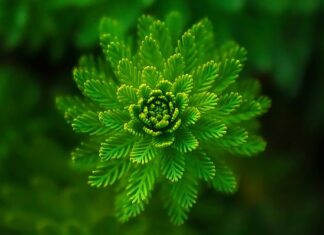 Jak eksponować rośliny w domu?