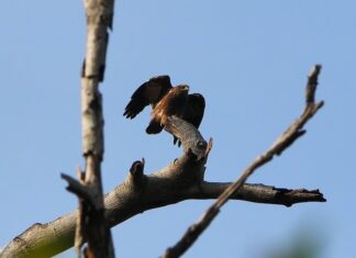 Jak długo ładuje się latarkę akumulatorowa?