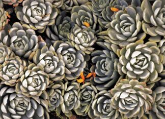 Jakie sukulenty do słoika? Jakie sukulenty do słoika?