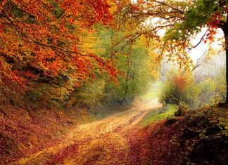 Jak zrobić las w Słoiku zamkniętym?