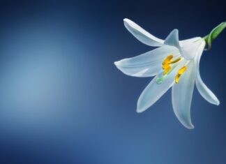 Co oznacza kwiat lilii? Co oznacza kwiat lilii?