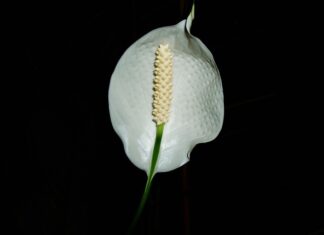 Czy skrzydłokwiat przynosi pecha? Czy skrzydłokwiat przynosi pecha?