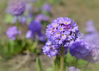 Z czym łączyć fioletowe kwiaty? Z czym łączyć fioletowe kwiaty?
