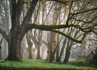 Jak dbać o las w słoiku otwarty? Jak dbać o las w słoiku otwarty?