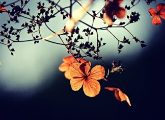 Czy wysuszony mech wchłania wodę?