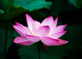 Jaki kwiat daje najwięcej tlenu? Jaki kwiat daje najwięcej tlenu?