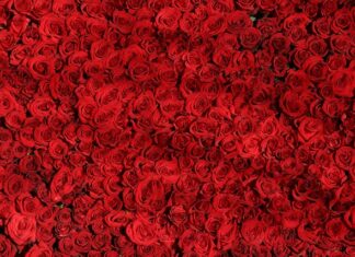 Co oznacza 3 róże? Co oznacza 3 róże?