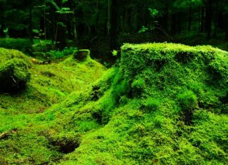 Gdzie kupić mech do lasu w słoiku? Gdzie kupić mech do lasu w słoiku?