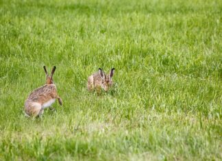 Czy warto kupić używaną lampę błyskową?