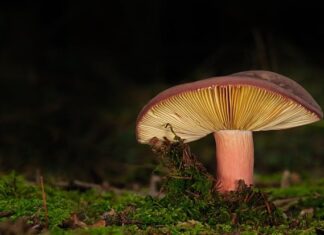 Z czego zrobić tanio lamele?