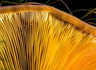 Na co montować listwy przypodłogowe MDF? Na co montować listwy przypodłogowe MDF?