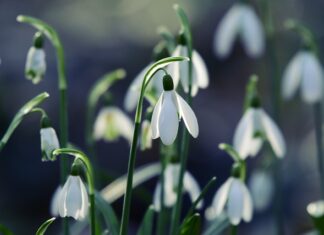 Kiedy lut twardy a kiedy miękki?