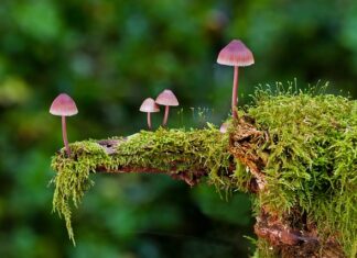 Jakie są rodzaje szkła?