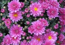 Z jakimi kwiatami można łączyć chryzantemy? Z jakimi kwiatami można łączyć chryzantemy?