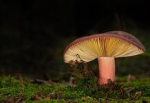 Czy lamele akustyczne działają?