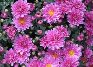 Jak ułożyć chryzantemy w wazonie?