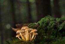 Jak montować listwy przysufitowe styropianowe? Jak montować listwy przysufitowe styropianowe?