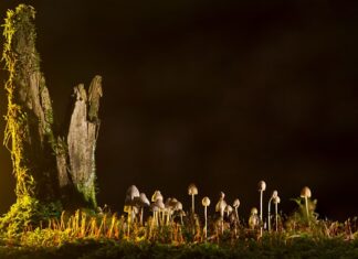 Jakie są rodzaje lameli?