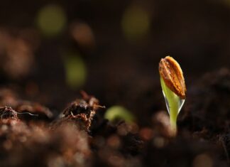 Jaki podkład pod lakier do drewna?