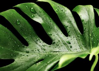 Dlaczego moja monstera płacze?