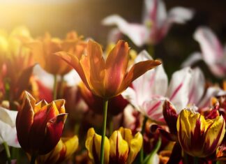 Gdzie postawić kwietnik? Gdzie postawić kwietnik?