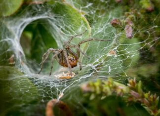 Gdzie kupić lejek kuchenny?
