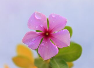 Do jakiej wysokości kłaść płytki w kuchni? Do jakiej wysokości kłaść płytki w kuchni?