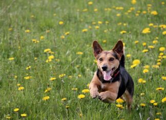 Jaka poziomica do wylewki?