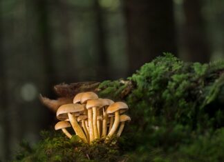 Ile kleju na listwy przypodłogowe?