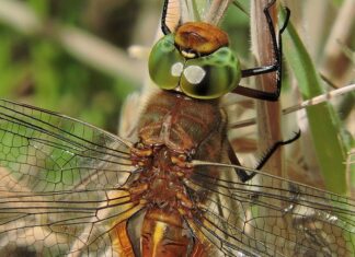 Czy szklarz zrobi lustro?