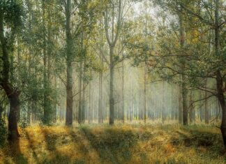 Czy trawy można trzymać w domu?