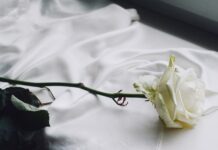 Co oznacza biała róża od chłopaka?