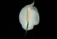 Jak dbać o skrzydłokwiat w szkle?