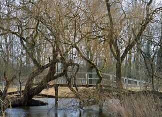 Jak opiekować się lasem w słoiku? Jak opiekować się lasem w słoiku?
