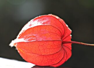 Jak zrobić szybko lampion?