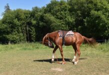 Jak zamontować lamele od podłogi do sufitu?