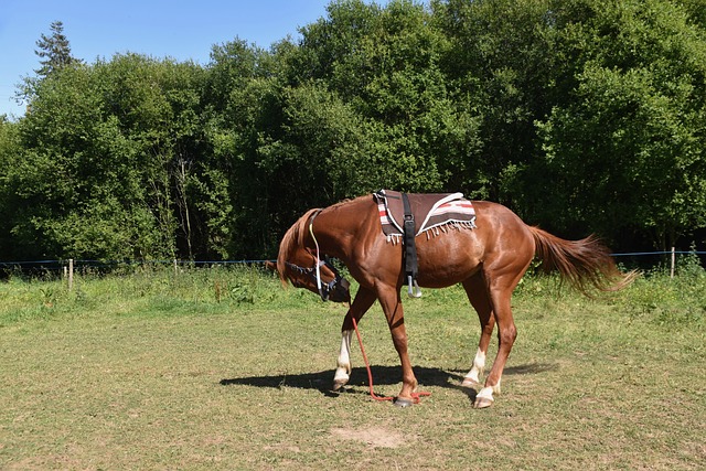 Jak zamontować lamele od podłogi do sufitu? Jak zamontować lamele od podłogi do sufitu?